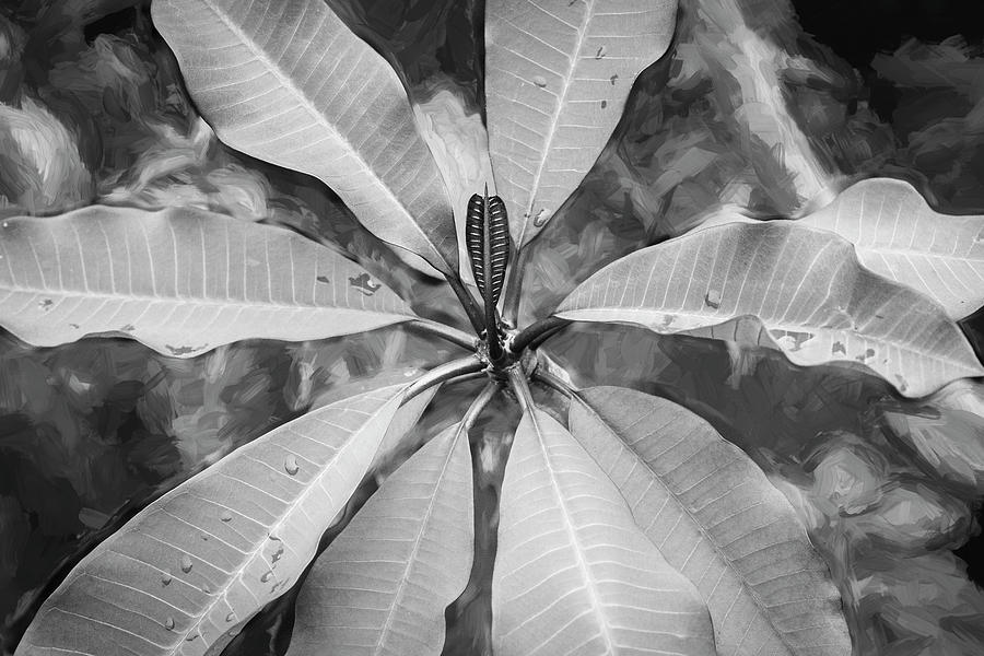 Plumeria Frangipani Hawaiian Flower X113 Photograph by Rich Franco