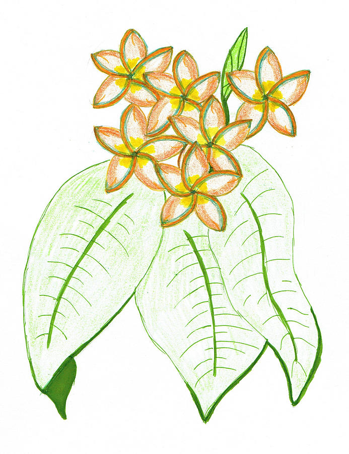 Plumeria Frangipani Drawing by Mary Poliquin - Policain Creations ...