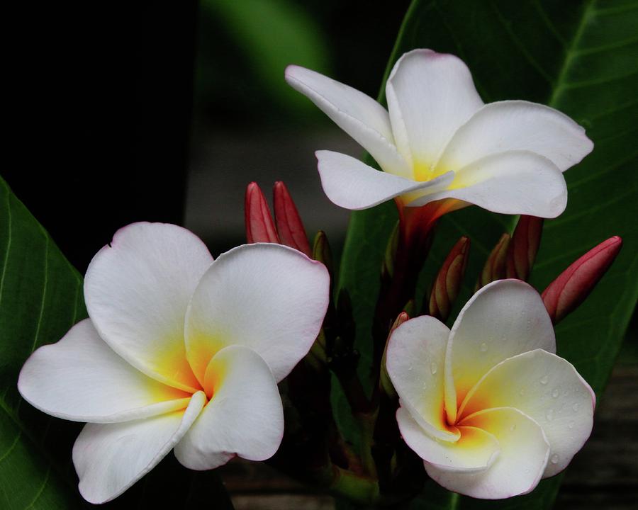 Plumeria - Frangipano, Flowers From The Islands Photograph by Philip And Robbie Bracco