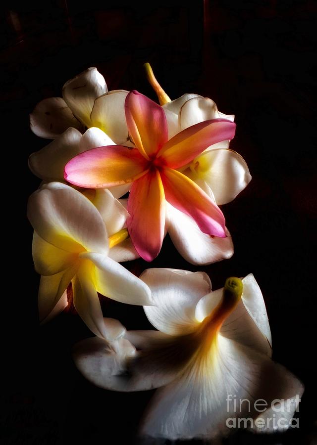 Plumeria Glow Photograph By Margaux Dreamaginations Fine Art America 