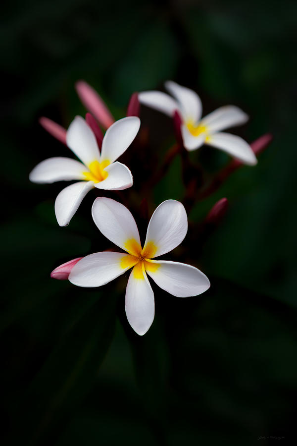 Plumeria in Bloom Photograph by John A Rodriguez