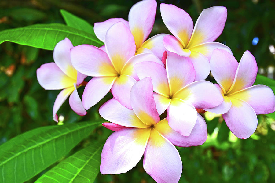 Plumeria Photograph by Jennie Hodges - Fine Art America