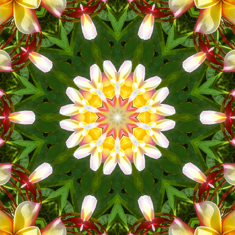 Plumeria Mandala Kaleidoscope Medallion Flower Mixed Media by Mercury McCutcheon