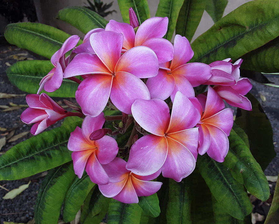 Plumeria Maui Sunset Photograph by Daniel Baralt