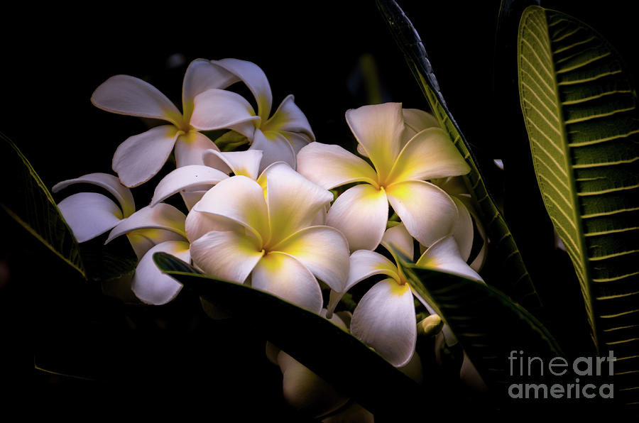 Plumeria Morning Light Photograph by Kelly Wade