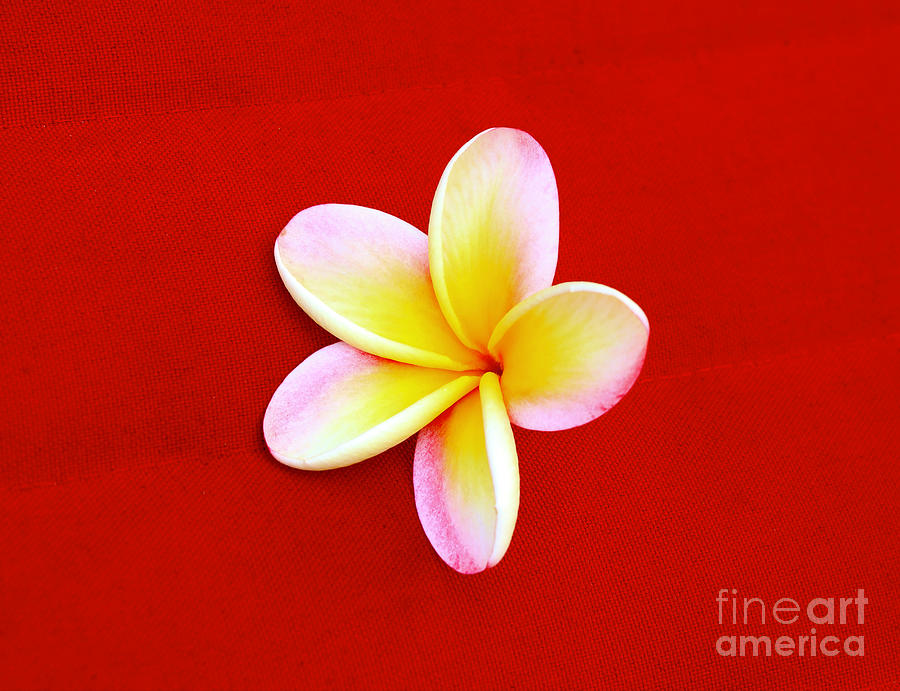 Flowers Still Life Photograph - Plumeria on Red by Craig Wood