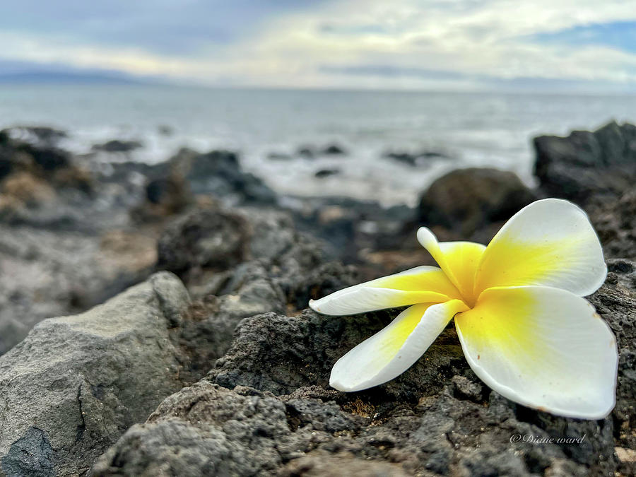 Plumeria on the ocean Photograph by Diane Ward - Pixels