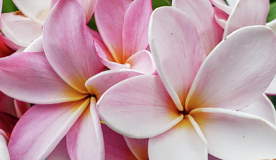 Flower Photograph - Plumeria Party by Tony Spencer