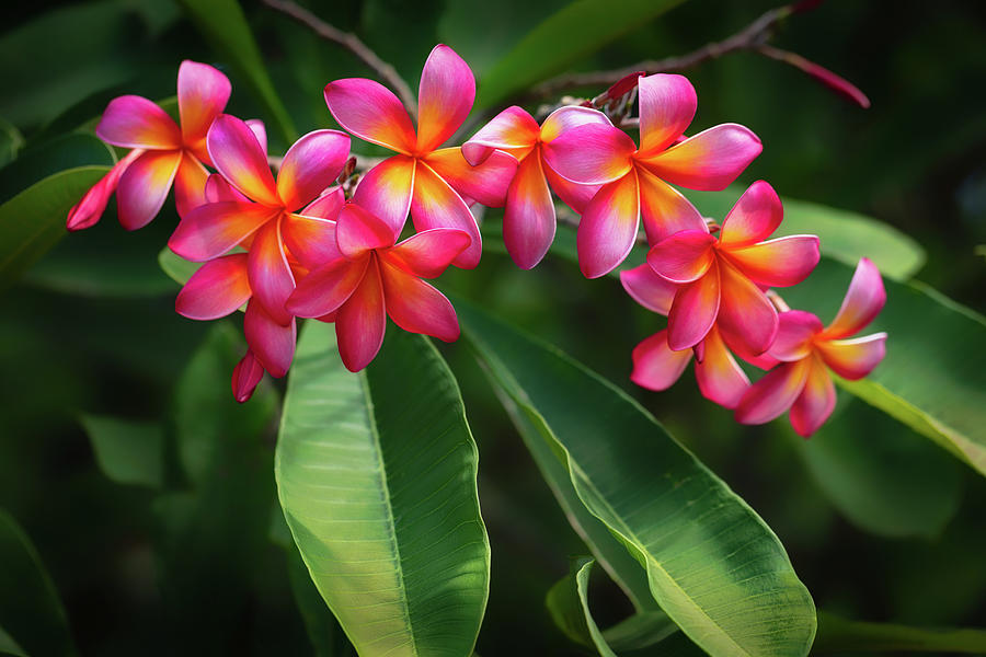 Plumeria Perfect in Pink Photograph by Jade Moon