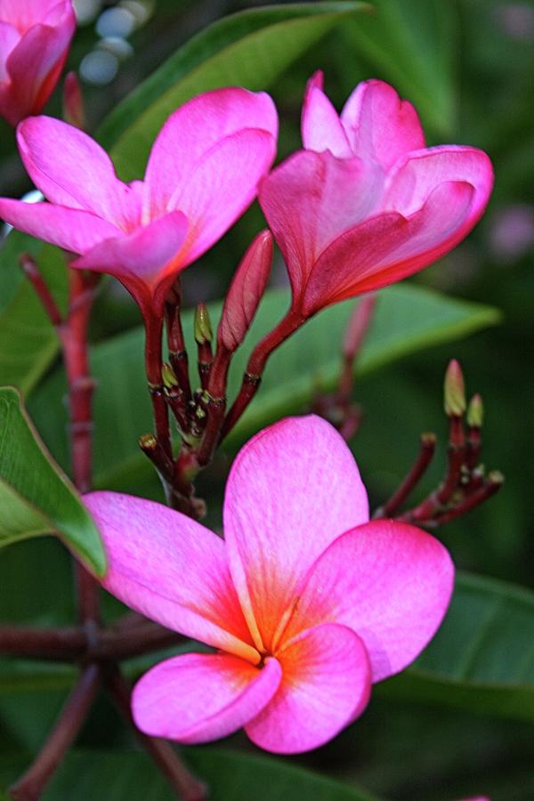 Plumeria Petals Photograph by Vernon Platt - Fine Art America