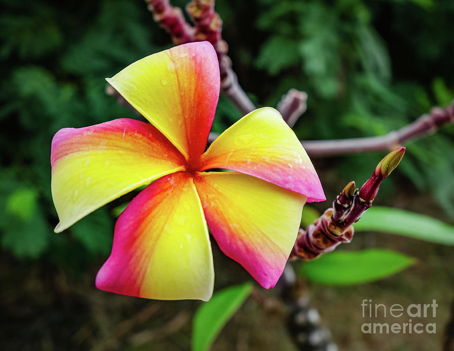 Plumeria rubra Photograph by Lyl Dil Creations
