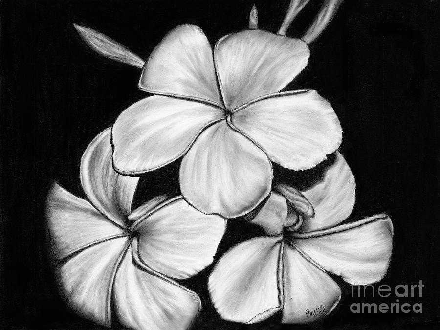 plumeria pencil drawing