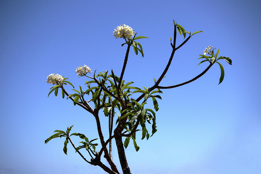 Plumeria Tree - BW Photograph by Ashley Polet - Pixels