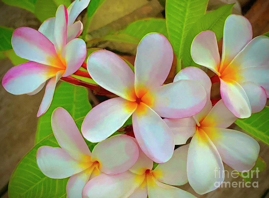 Plumerias pink and white Photograph by David Zanzinger - Pixels