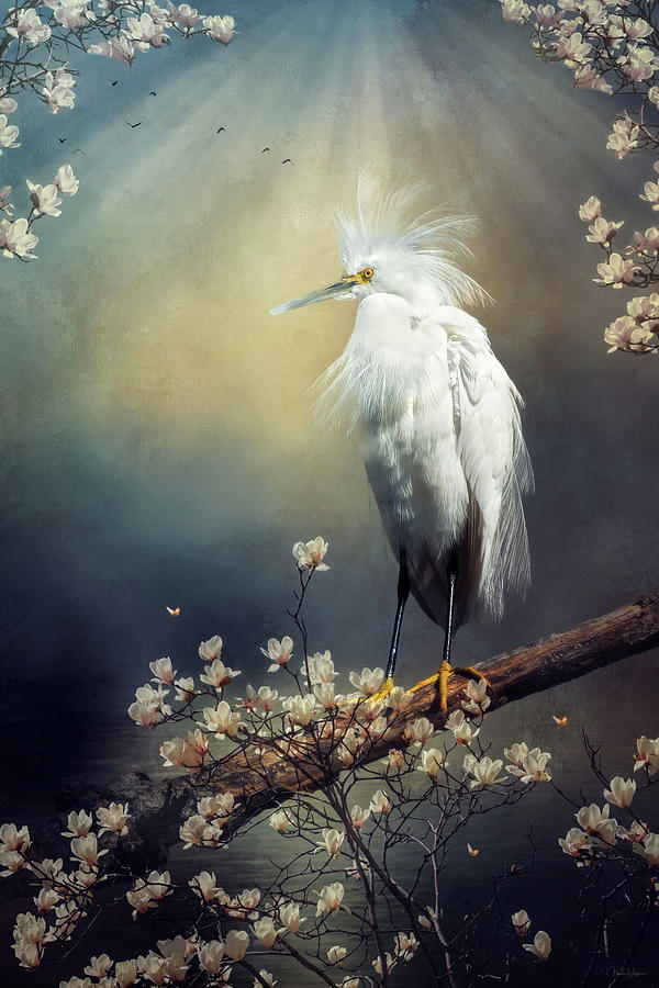Egret Digital Art - Plumes of Spring by Nicole Wilde