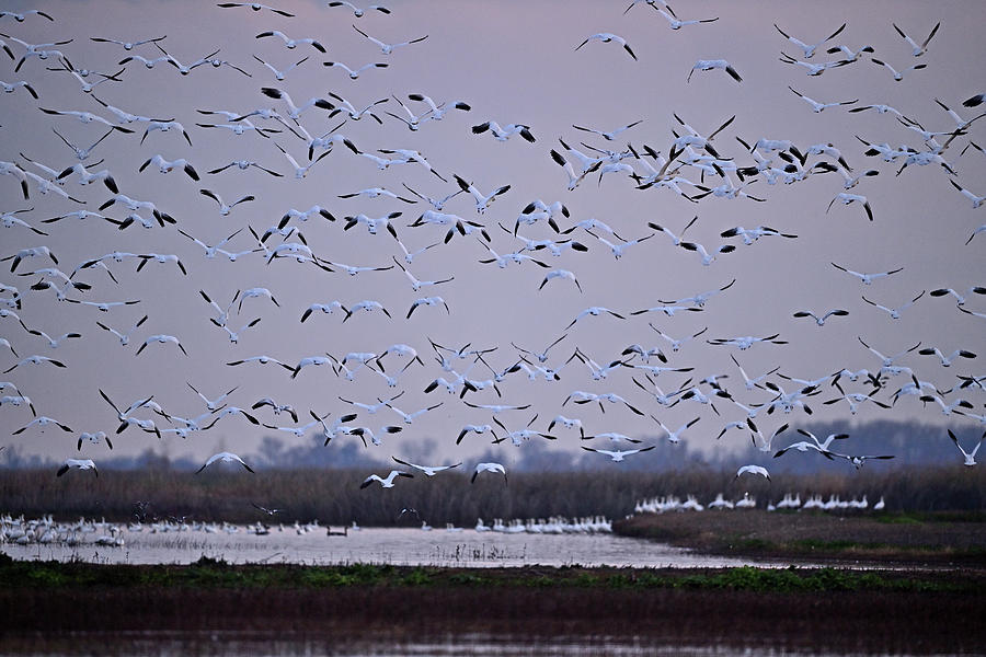 Plump Of Snow Geese In The Sky Photograph