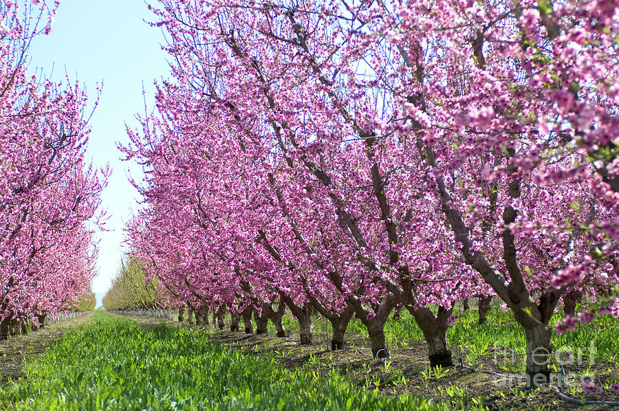 PLUMT0030_Plum_Trees Photograph by Kim Hammar - Fine Art America