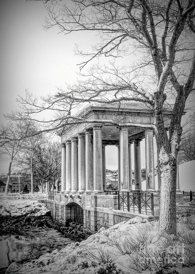 Plymouth Rock canopy February black and white Photograph by Janice Drew