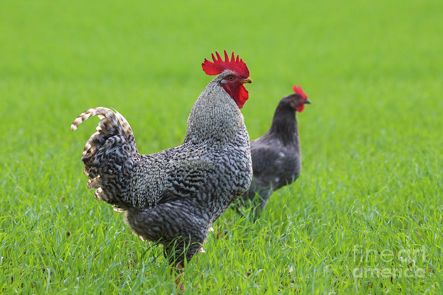 Plymouth Rock Rooster and Hen Photograph by Arterra Picture Library