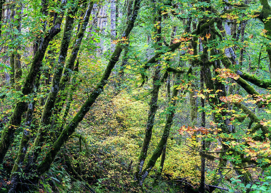 Tree Photograph - PNW Forest by Christopher Johnson