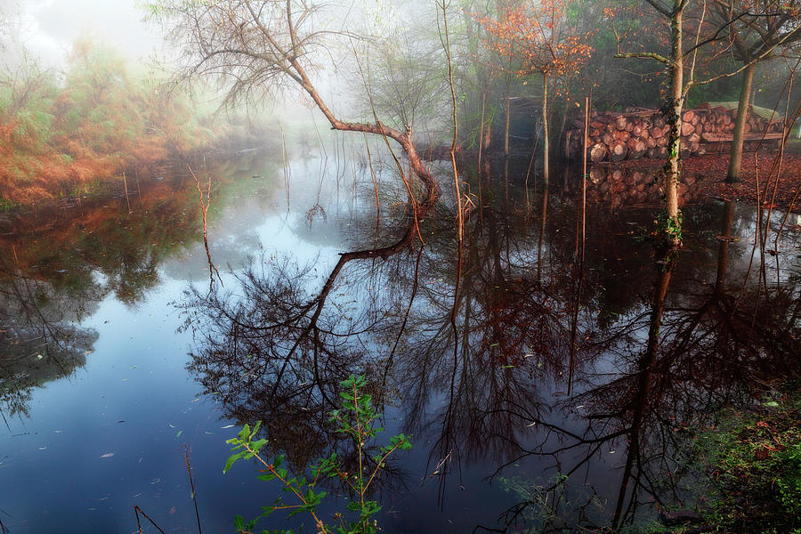 Nature Photograph - Po Delta Park, Ravenna, Emilia-Romagna, Italia, Italy by Ermes Sangiorgi