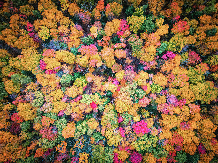 Pocono Fall Foliage Color Swatch Photograph by Jason Fink