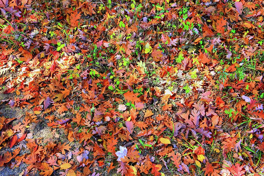 Pocono Leaves Photograph by DJ Florek