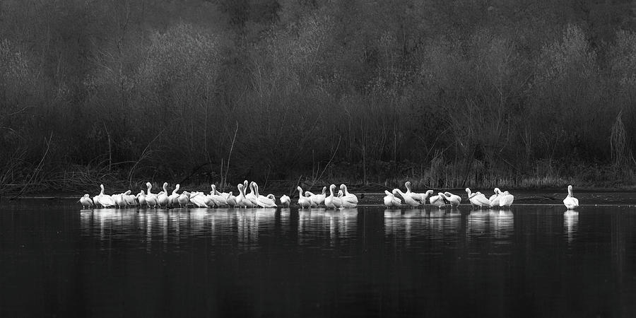 Pod of American White Pelicans Photograph by Alexander Kunz
