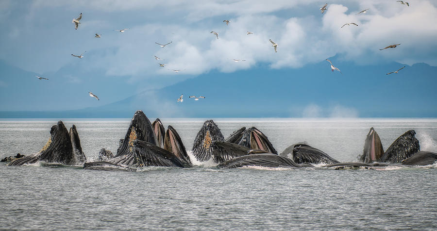 Pod of Feeding Humpback Whales Photograph by Robert J Wagner