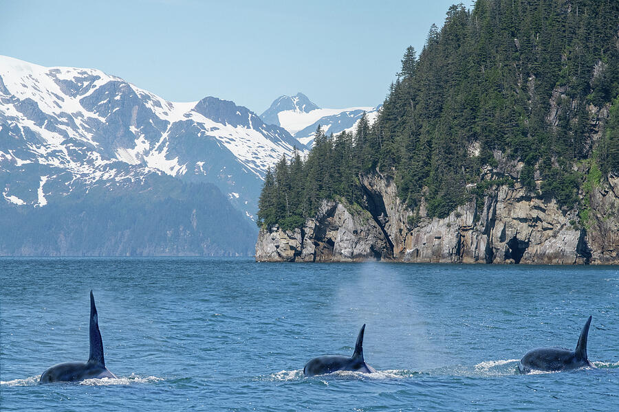 Pod of Orcas Photograph by Tom Dorsz - Fine Art America