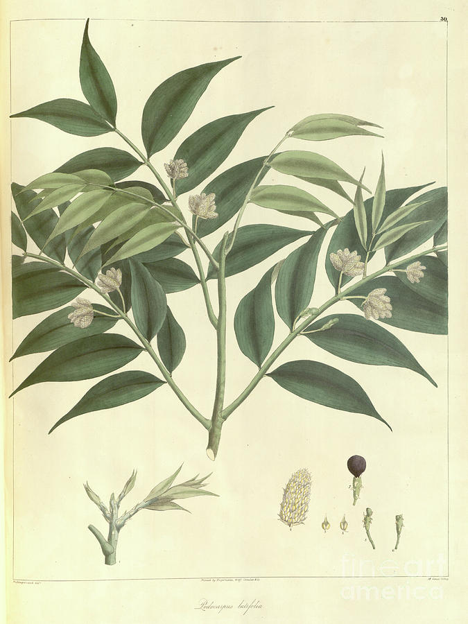 Podocarpus latifolius broad-leaved yellowwood b1 Photograph by Botany ...