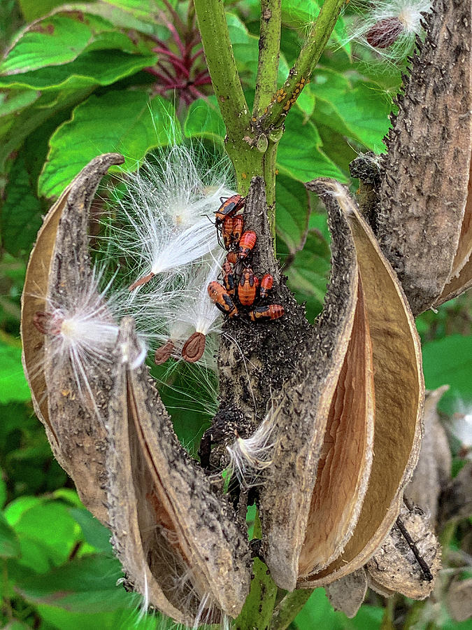 Pods and Bugs Photograph by Lora J Wilson