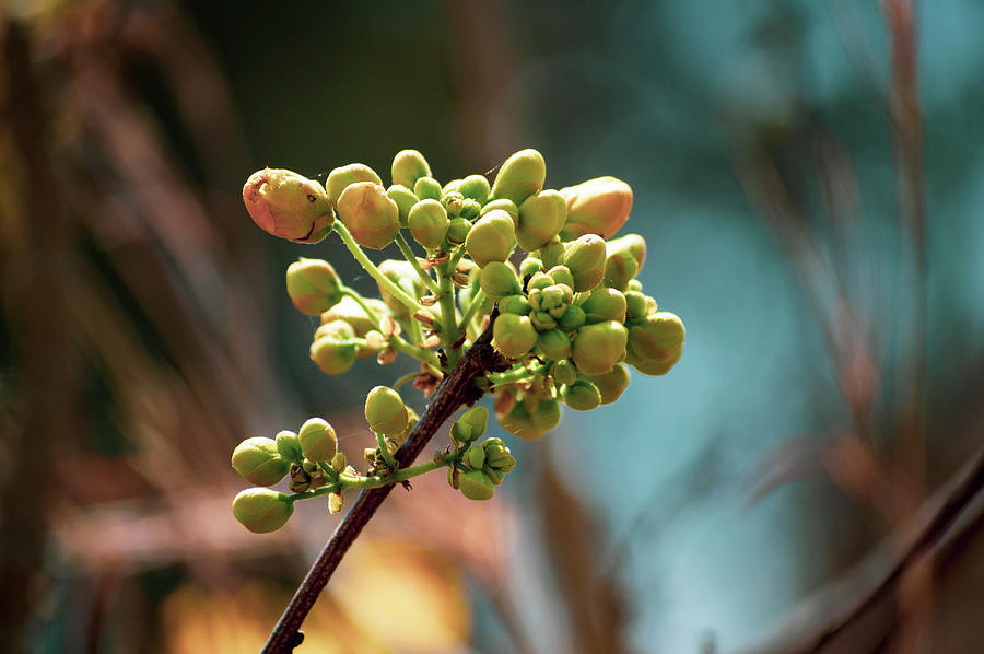 Pods of Autumn Photograph by Chipo Haakalaki - Fine Art America