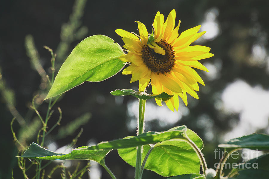 Poetic Sunflower Photograph