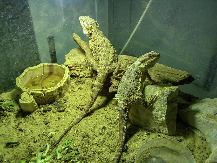 Pogona Or Very Docile Bearded Dragon Photograph by Cardaio Federico ...