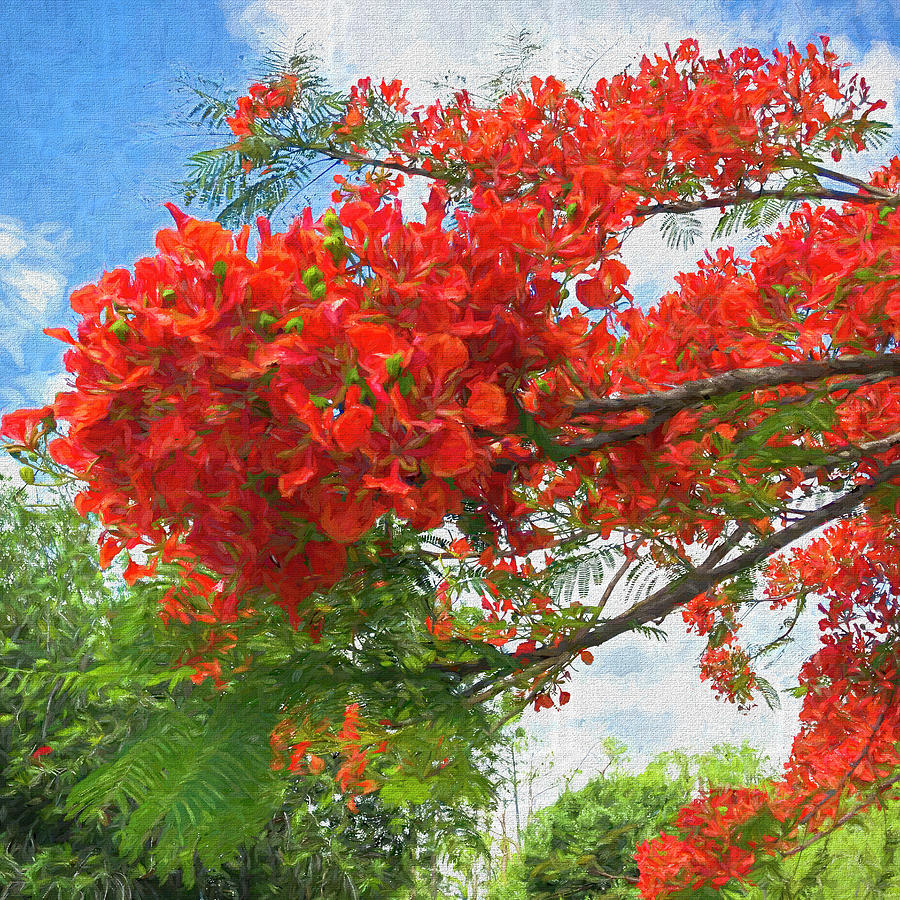 Poinciana Glory Photograph by Ginger Stein