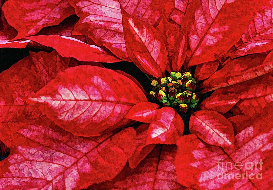 Poinsetta  digital painting  Painting by Elaine Manley