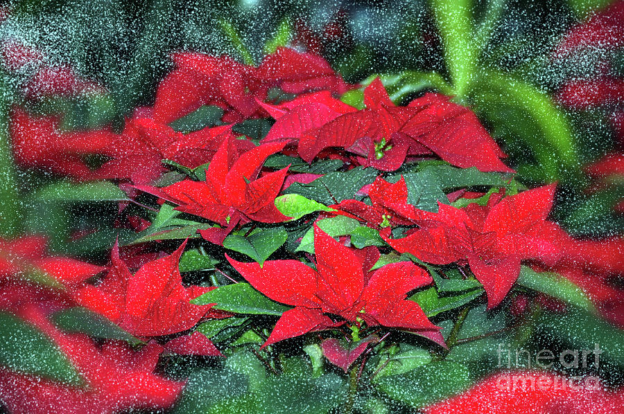 Poinsetta Flowers with Snow Photograph by Elaine Manley