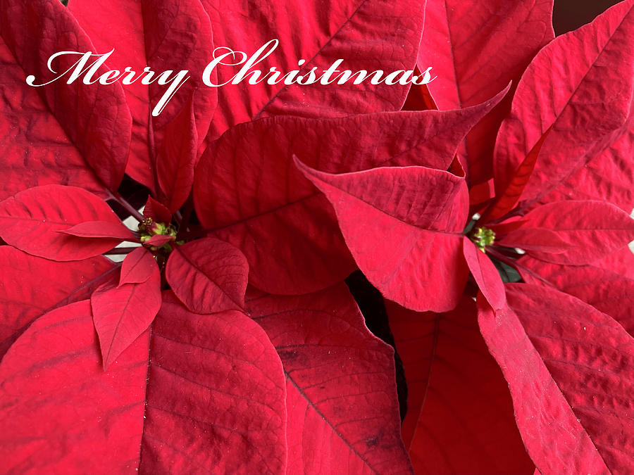 Poinsettia 1 Christmas Card Photograph by Mary Bedy