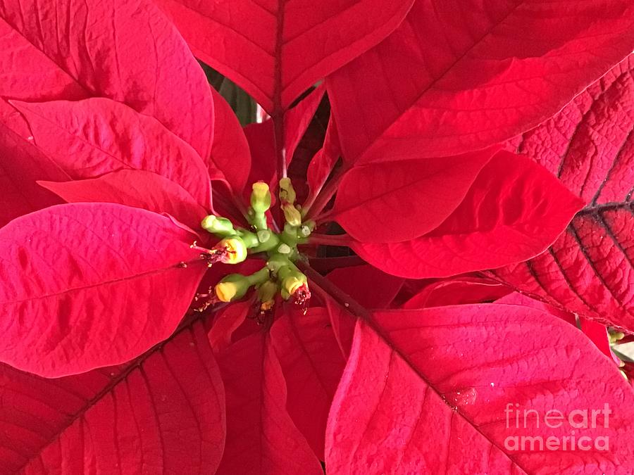 Poinsettia Photograph by Catherine Wilson