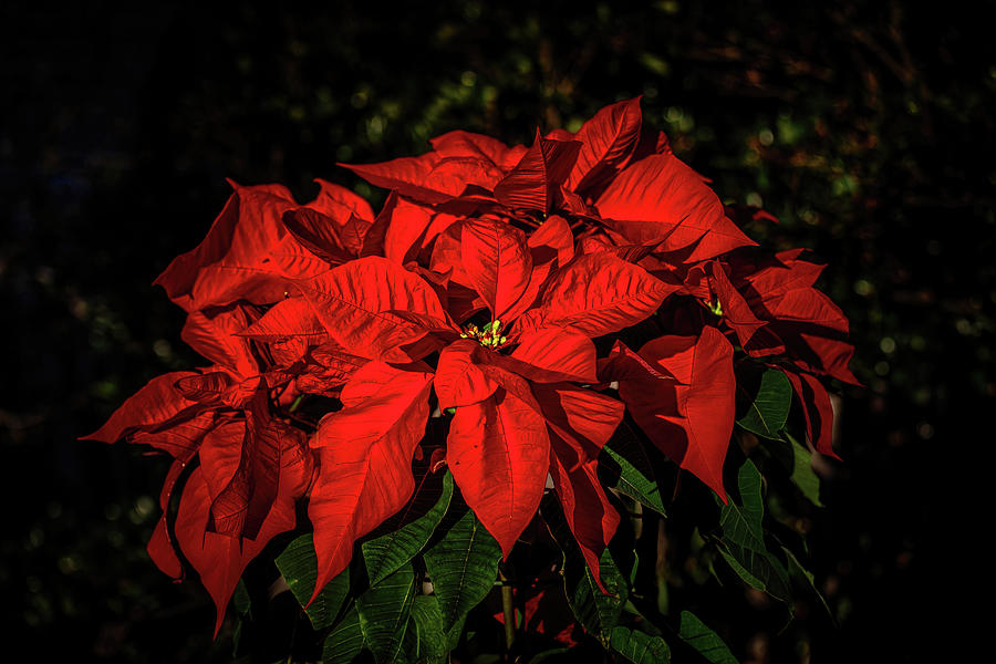 Poinsettia Photograph by Charles Hite
