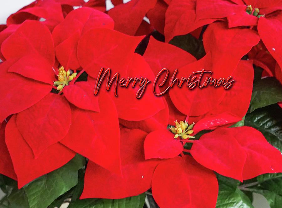 Poinsettia Christmas Photograph By Mary Timman - Fine Art America