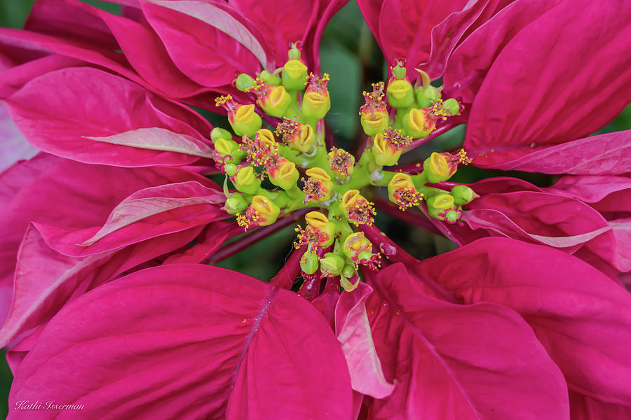 Poinsettia Close Up Photograph by Kathi Isserman
