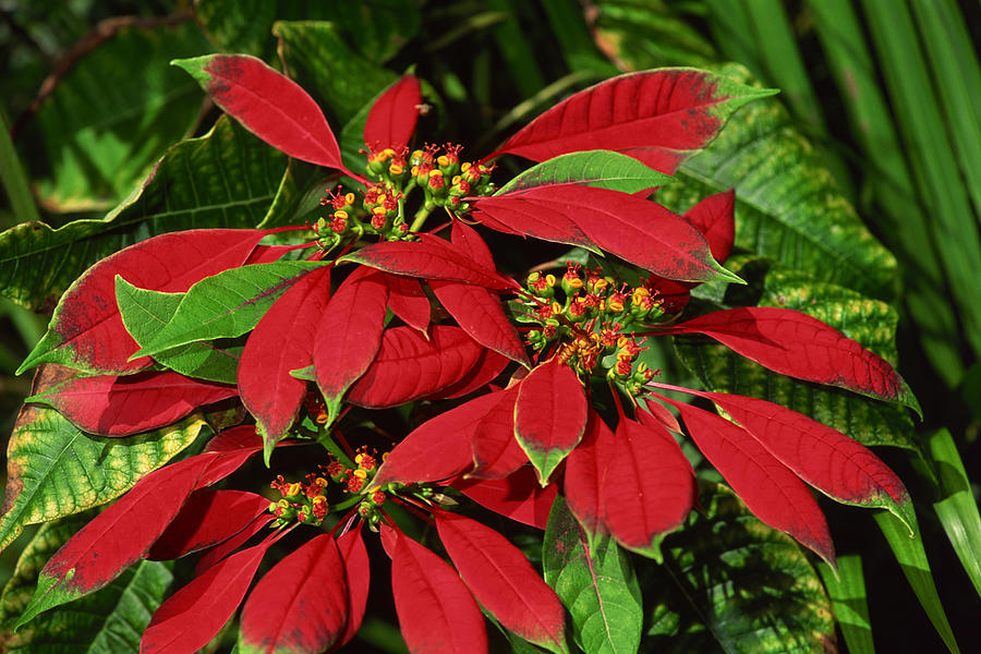 Poinsettia Photograph by Comstock Images