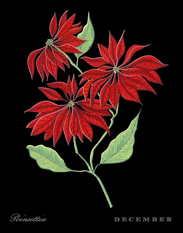 Poinsettia December Birth Month Flower Botanical Print on Black - Art by Jen Montgomery Painting by Jen Montgomery