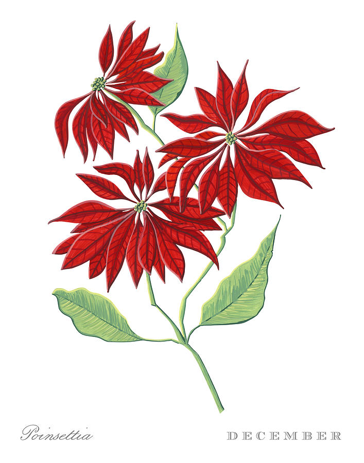 Poinsettia December Birth Month Flower Botanical Print on White - Art by Jen Montgomery Painting by Jen Montgomery