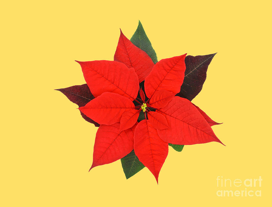 Poinsettia Flower isolated Photograph by Wdnet Studio - Fine Art America