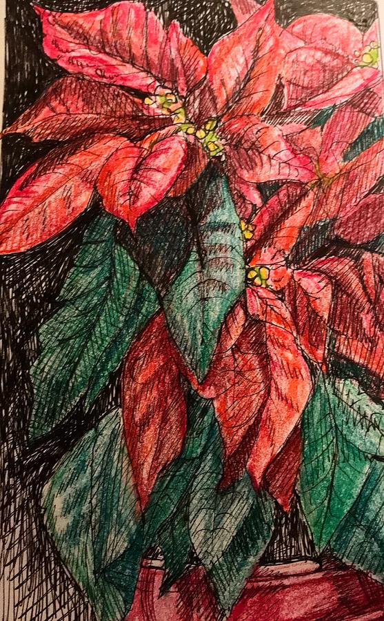 Poinsettia flower Drawing by Margaret Wright-Niemann - Fine Art America