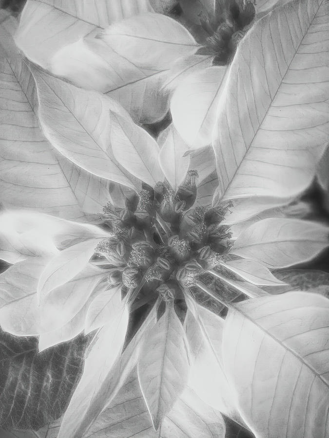 Poinsettia in Black and White Photograph by Teresa Wilson