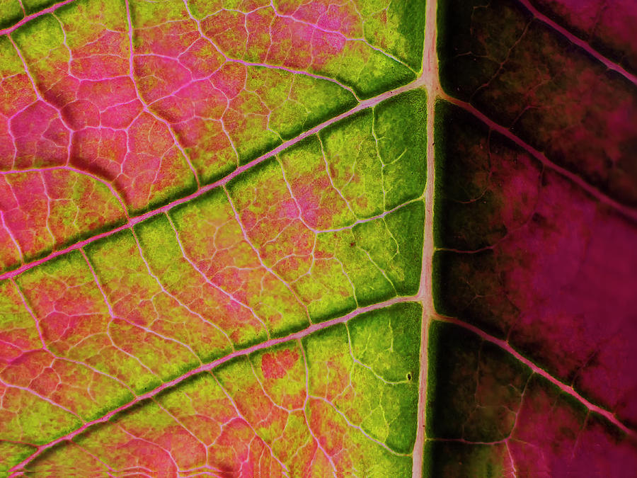 Poinsettia leaf closeup Photograph by Charles Floyd